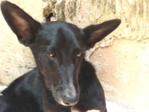 Cachorro raça Sem raça idade 7 a 11 meses nome Tatu