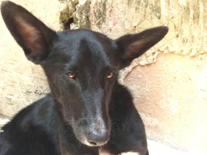 Cachorro ra a Sem raça idade 7 a 11 meses nome Tatu