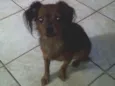 Xuxinha