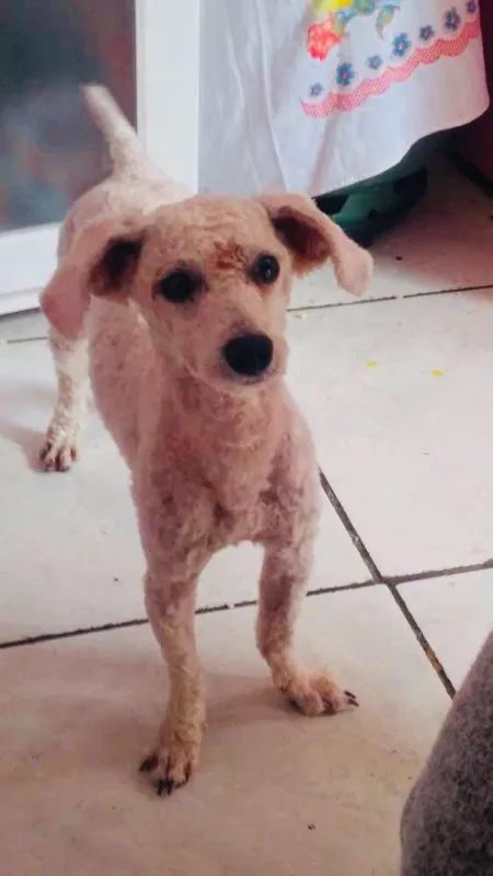 Cachorro ra a Poodle idade 2 anos nome Tony