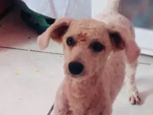 Cachorro raça Poodle idade 2 anos nome Tony