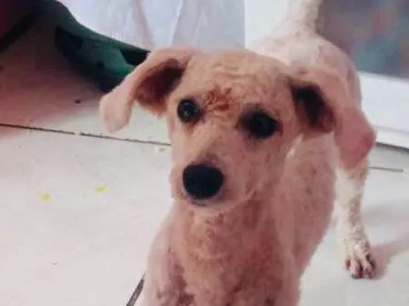 Cachorro ra a Poodle idade 2 anos nome Tony