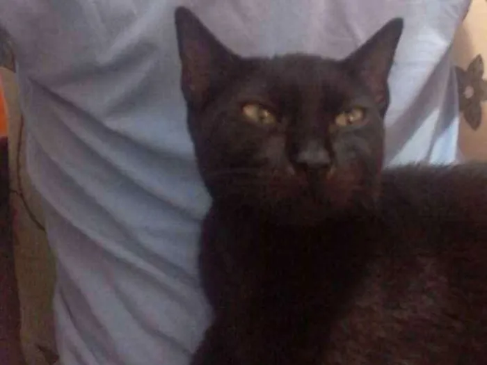 Gato ra a Não sei informa  idade 2 a 6 meses nome Não tem nome