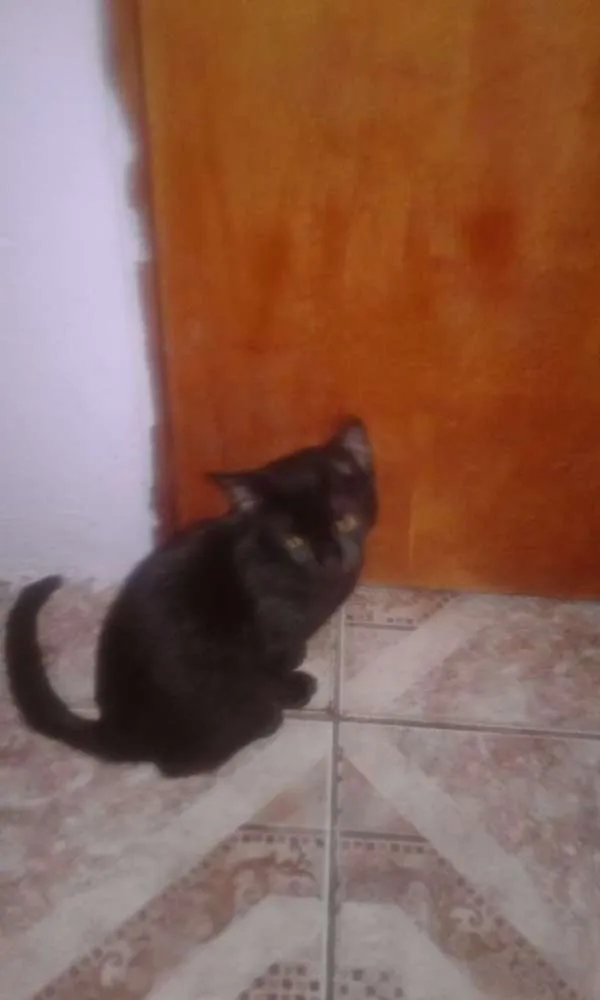 Gato ra a Não sei informa  idade 2 a 6 meses nome Não tem nome