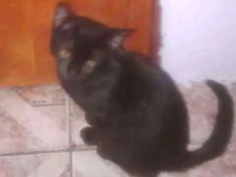 Gato ra a Não sei informa  idade 2 a 6 meses nome Não tem nome