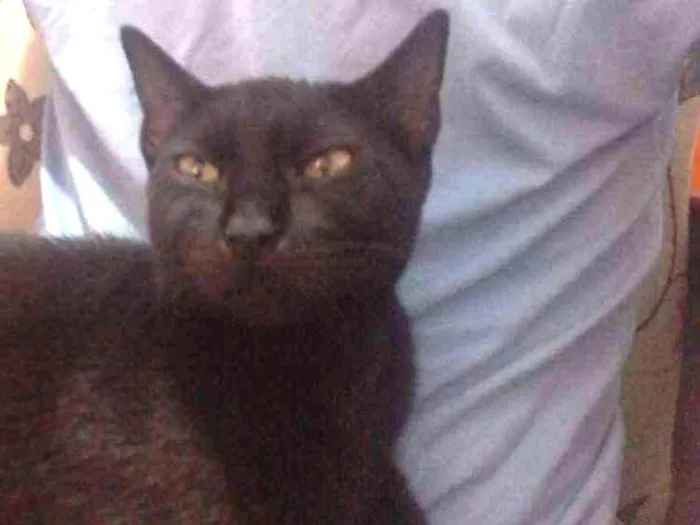 Gato ra a Não sei informa  idade 2 a 6 meses nome Não tem nome