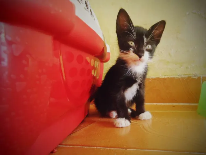 Gato ra a SRD idade 2 a 6 meses nome Eva