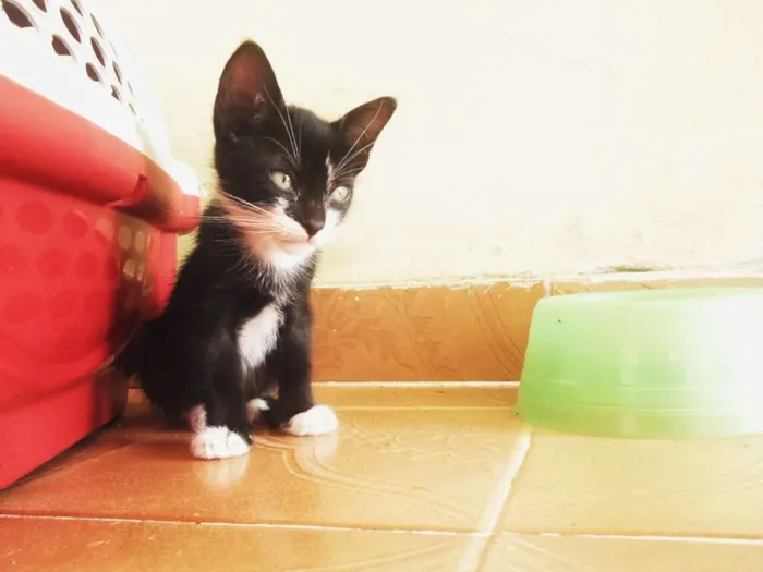 Gato ra a SRD idade 2 a 6 meses nome Eva