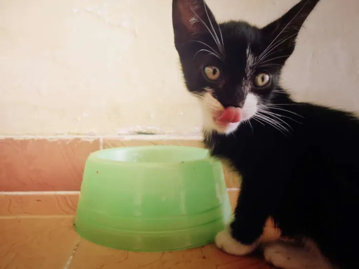 Gato ra a SRD idade 2 a 6 meses nome Eva