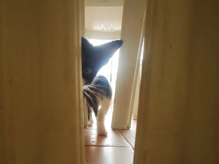 Gato ra a SRD idade 2 a 6 meses nome Eva