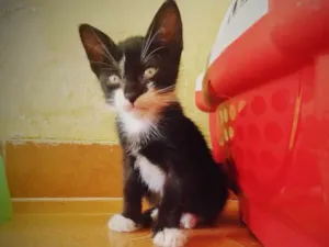 Gato raça SRD idade 2 a 6 meses nome Eva