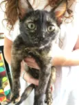 Amora