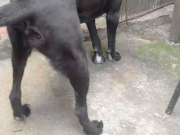 Cachorro ra a Sem raça  definida idade 7 a 11 meses nome Sem nome