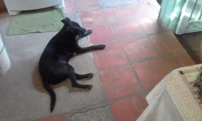 Cachorro ra a Sem raça  definida idade 7 a 11 meses nome Sem nome