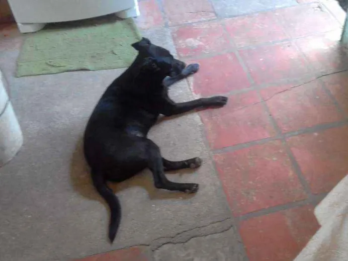 Cachorro ra a Sem raça  definida idade 7 a 11 meses nome Sem nome