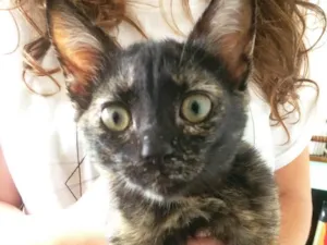 Gato raça Sem raça idade Abaixo de 2 meses nome Amora