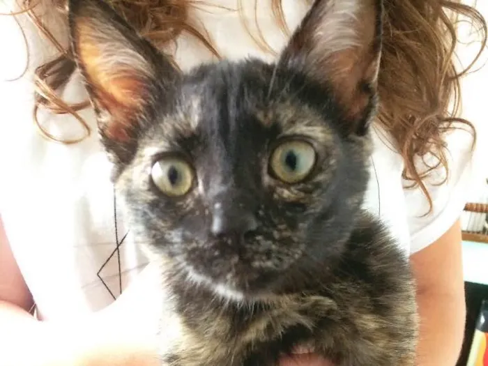 Gato ra a Sem raça idade Abaixo de 2 meses nome Amora