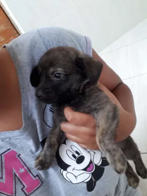 Cachorro raça Sem raça definida idade Abaixo de 2 meses nome (sem nome ainda)