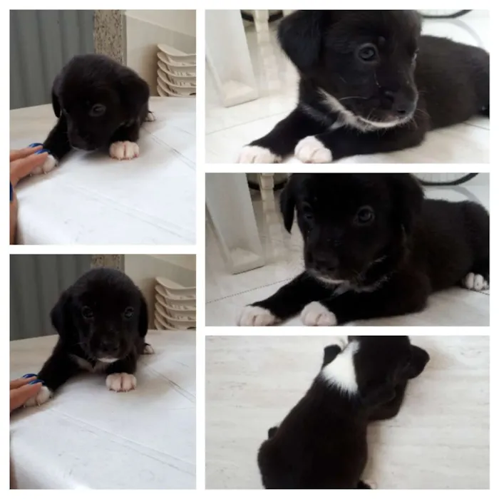 Cachorro raça Raça não definida. idade Abaixo de 2 meses nome Thor