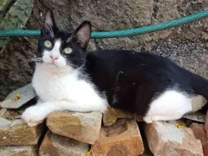 Gato raça Sem raça idade 2 a 6 meses nome Sem nome 