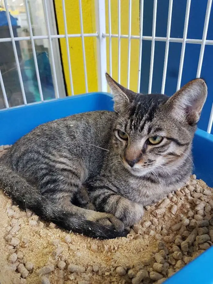 Gato ra a Sem raça idade 2 a 6 meses nome Tigre