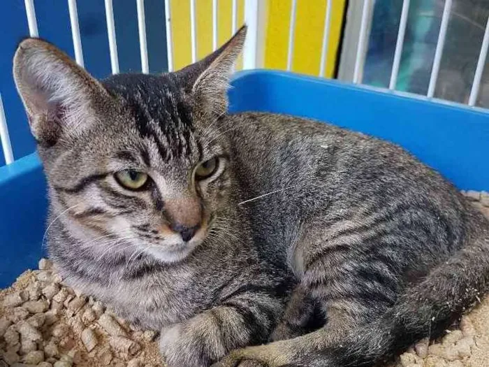 Gato ra a Sem raça idade 2 a 6 meses nome Tigre