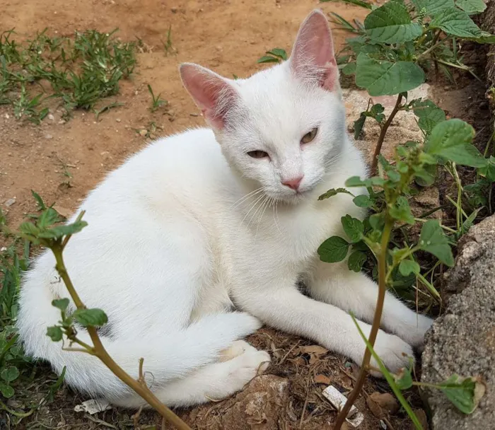Gato ra a Sem raça  idade 2 a 6 meses nome Branco