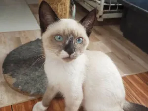 Gato raça Sem raça idade 2 a 6 meses nome Botinha