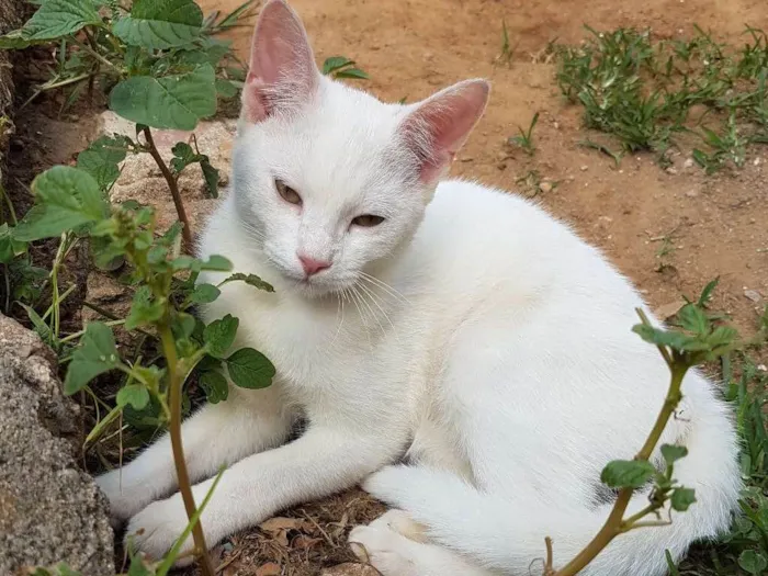 Gato ra a Sem raça  idade 2 a 6 meses nome Branco
