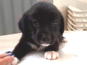 Cachorro raça Raça não definida. idade Abaixo de 2 meses nome Thor