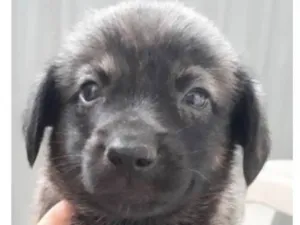 Cachorro raça Sem raça definida idade Abaixo de 2 meses nome (sem nome ainda)