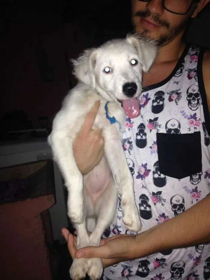 Cachorro ra a Vira lata idade 2 a 6 meses nome Princesa