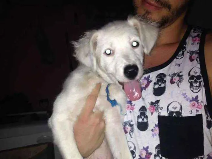Cachorro ra a Vira lata idade 2 a 6 meses nome Princesa