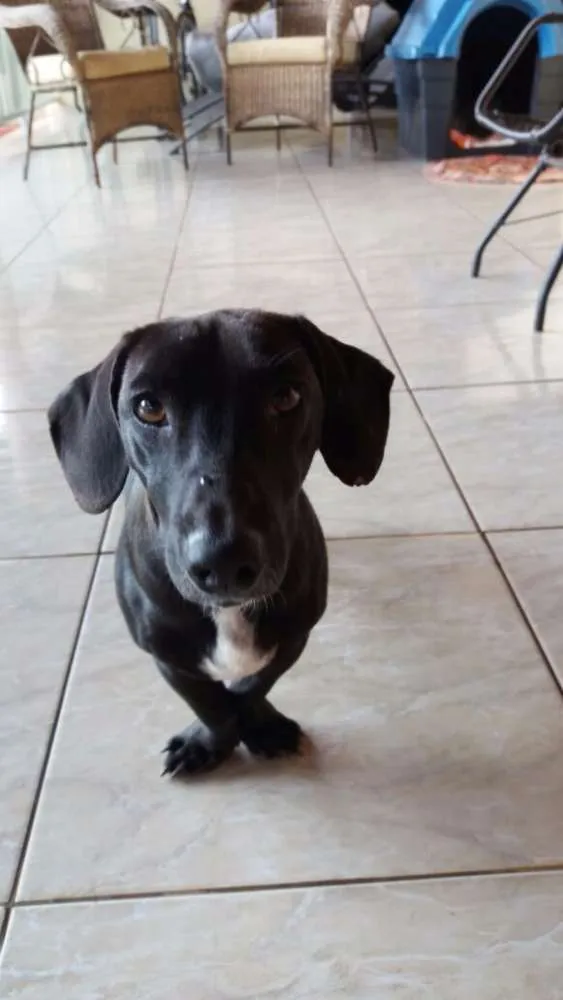 Cachorro ra a Cofap, vira latinha idade 1 ano nome Negão , Belinha 