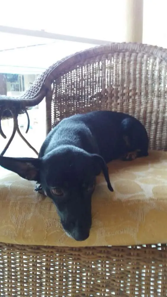 Cachorro ra a Cofap, vira latinha idade 1 ano nome Negão , Belinha 