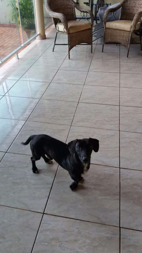 Cachorro ra a Cofap, vira latinha idade 1 ano nome Negão , Belinha 