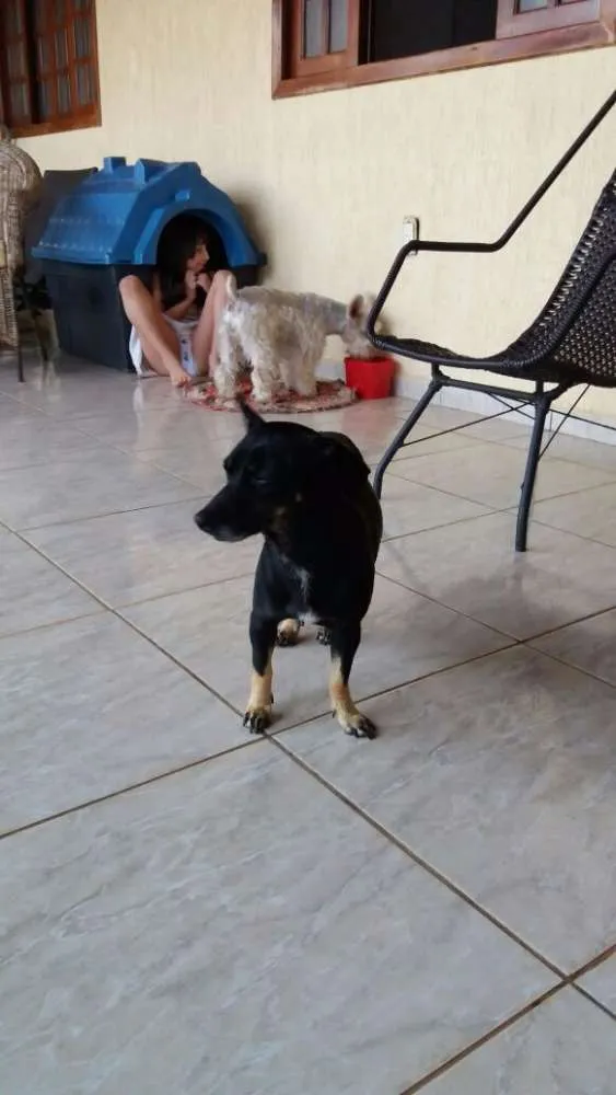 Cachorro ra a Cofap, vira latinha idade 1 ano nome Negão , Belinha 