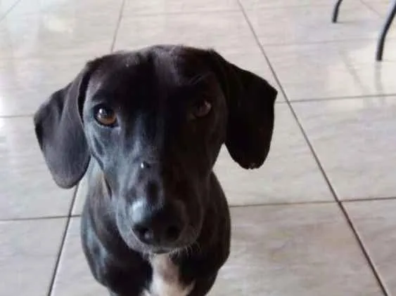 Cachorro ra a Cofap, vira latinha idade 1 ano nome Negão , Belinha 
