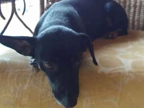 Cachorro ra a Cofap, vira latinha idade 1 ano nome Negão , Belinha 