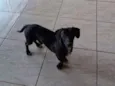 Negão , Belinha 