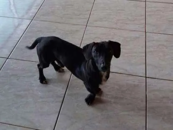 Cachorro ra a Cofap, vira latinha idade 1 ano nome Negão , Belinha 