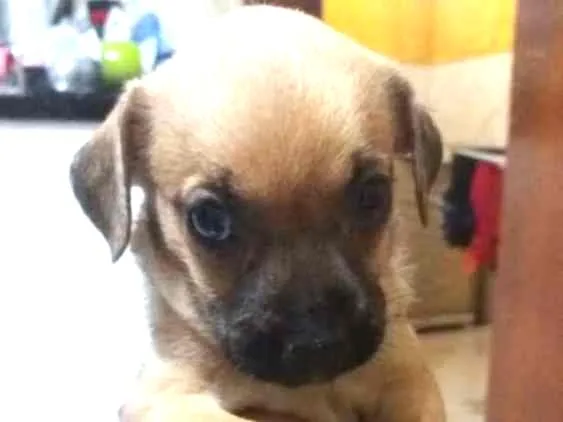 Cachorro ra a Cofap, vira latinha idade 1 ano nome Negão , Belinha 