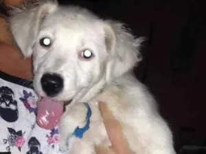 Cachorro raça Vira lata idade 2 a 6 meses nome Princesa