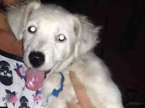 Cachorro ra a Vira lata idade 2 a 6 meses nome Princesa