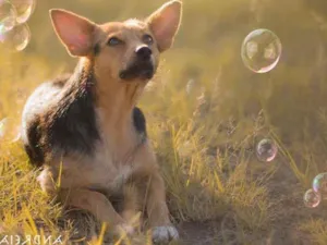 Cachorro raça SRD idade 1 ano nome Sunny