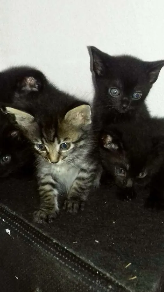 Gato ra a  idade Abaixo de 2 meses nome A escolher