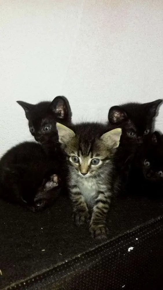 Gato ra a  idade Abaixo de 2 meses nome A escolher