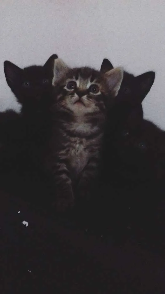 Gato ra a  idade Abaixo de 2 meses nome A escolher