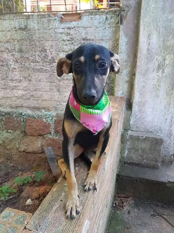 Cachorro ra a SRD idade 2 a 6 meses nome Camile