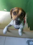 Amora